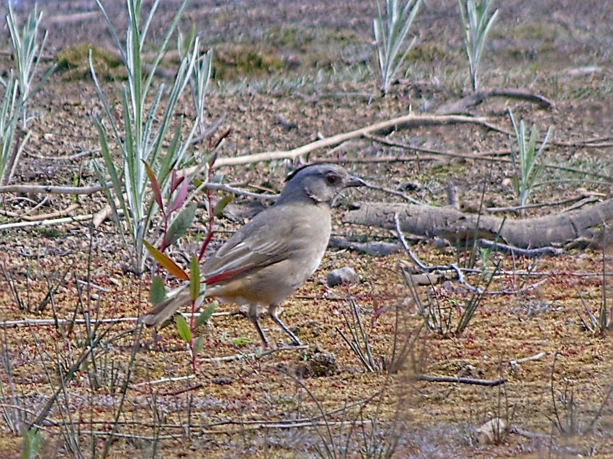 Burung lonceng jambul 