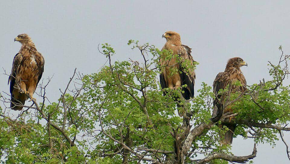 sekelompok elang cokelat bertengger bersama
