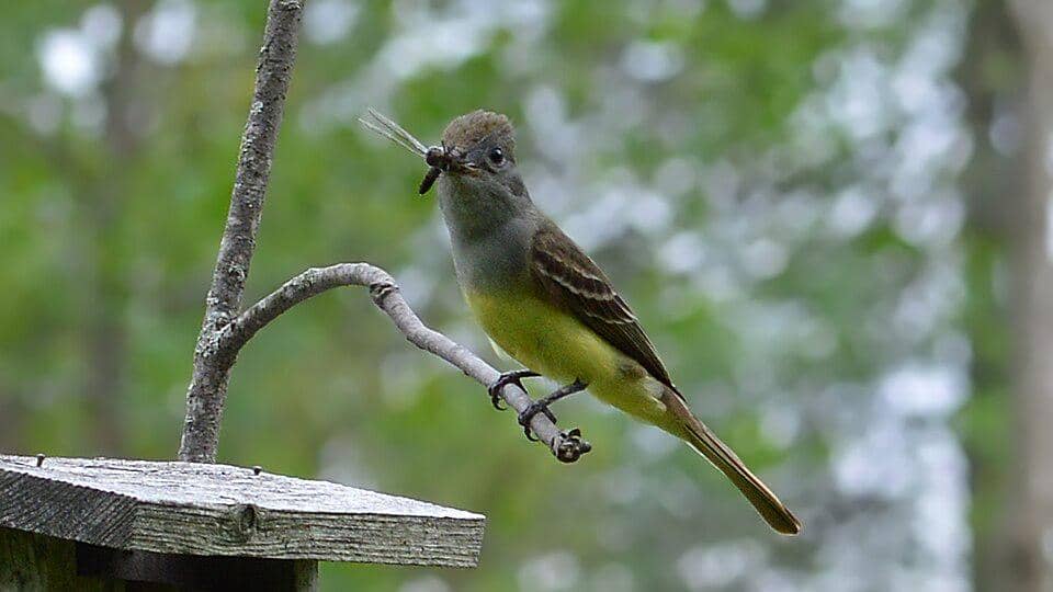 sikatan jambul besar dengan mangsanya