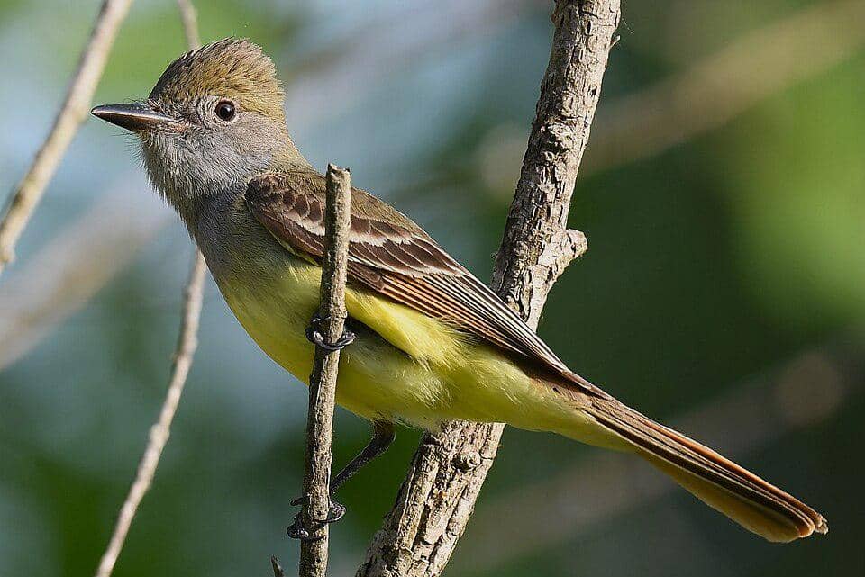 tampak dekat sikatan jambul besar