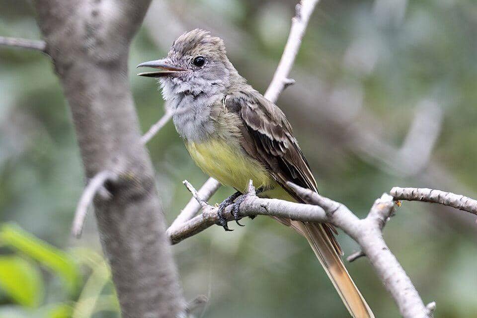 tampak dekat sikatan jambul besar