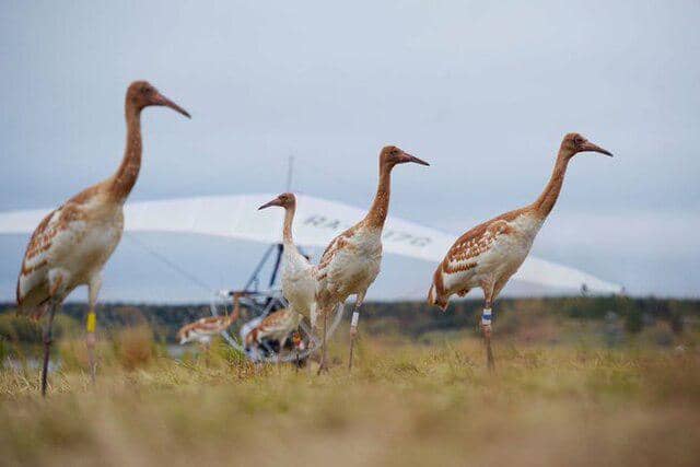 potret burung siberian crane 