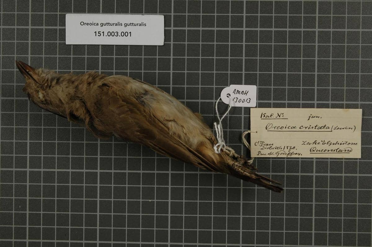 Burung lonceng jambul