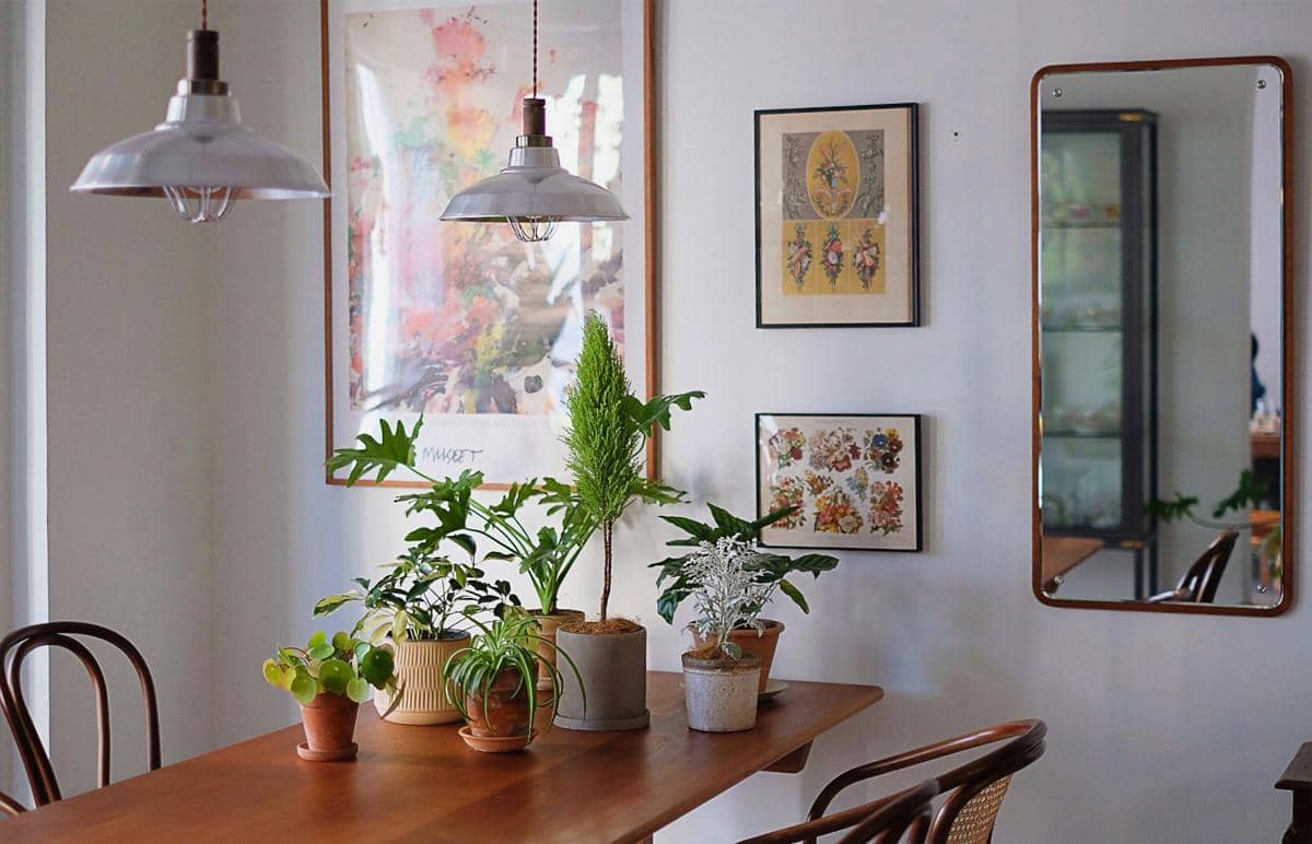Tanaman hias di meja makan