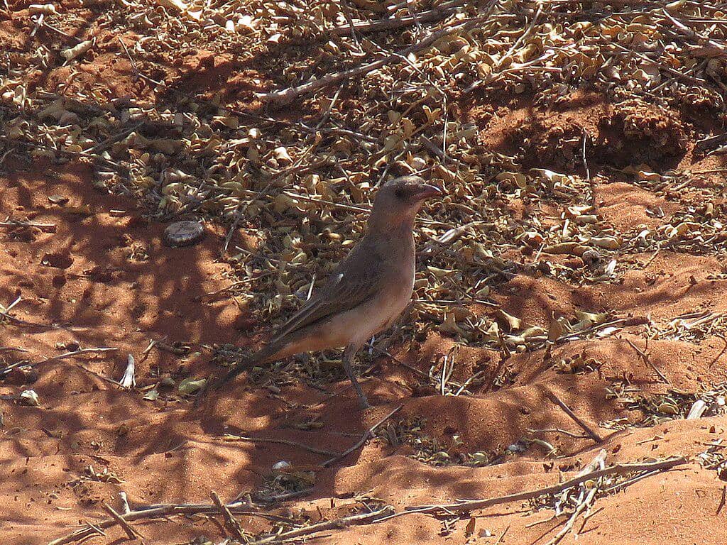 Burung lonceng jambul