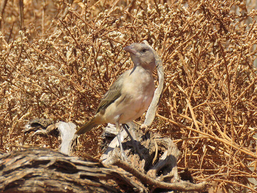 Burung lonceng jambul