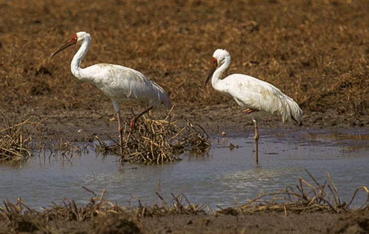 potret burung siberian crane