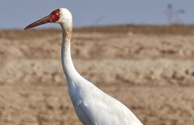 potret burung siberian crane 