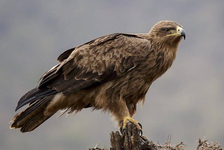 elang cokelat bertengger