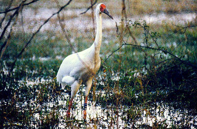 potret burung siberian crane
