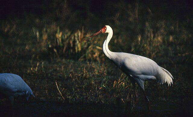 potret burung siberian crane