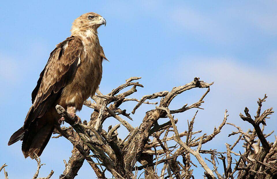 elang cokelat di puncak pohon