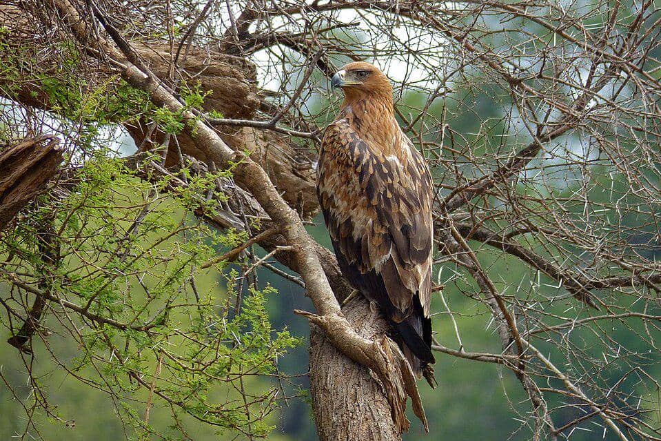 elang cokelat bertengger