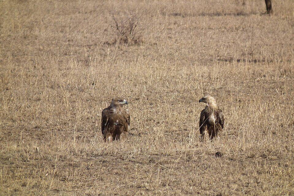 dua elang cokelat di sabana