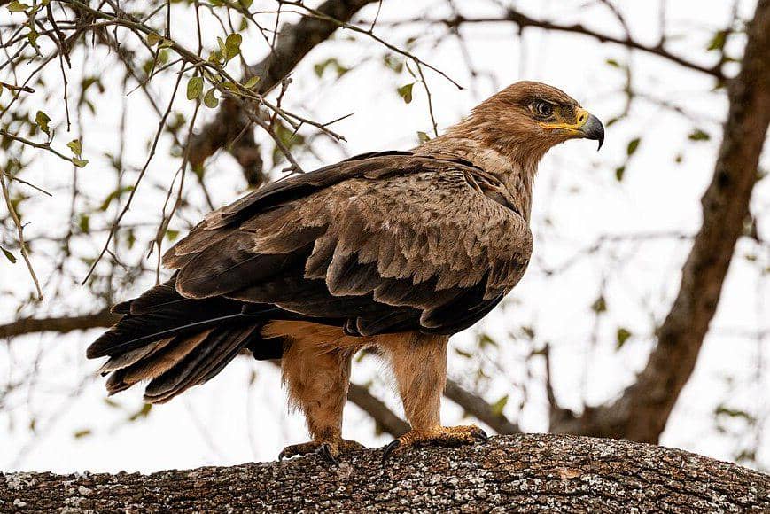 tampilan sekujur tubuh elang cokelat