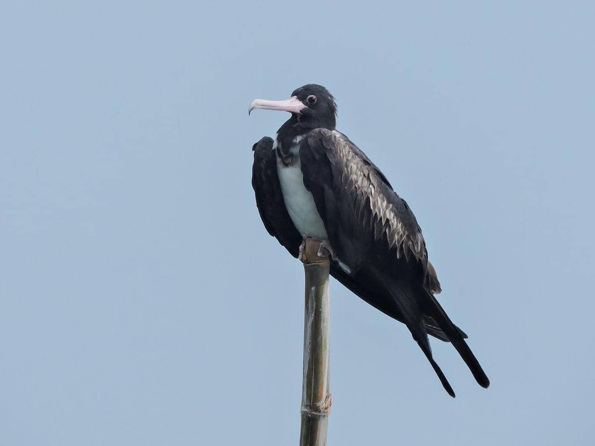 Potret Cikalang Christmas