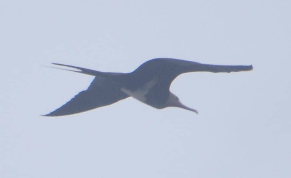 Potret Cikalang Christmas