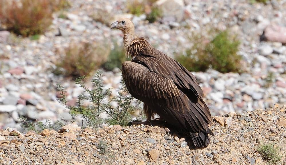 Potret Himalayan Griffon Vulture