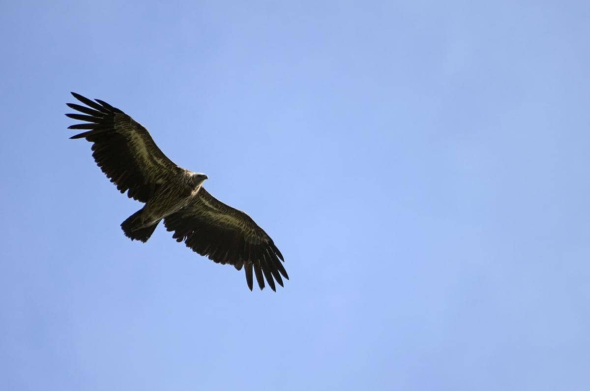 Potret Himalayan Griffon Vulture