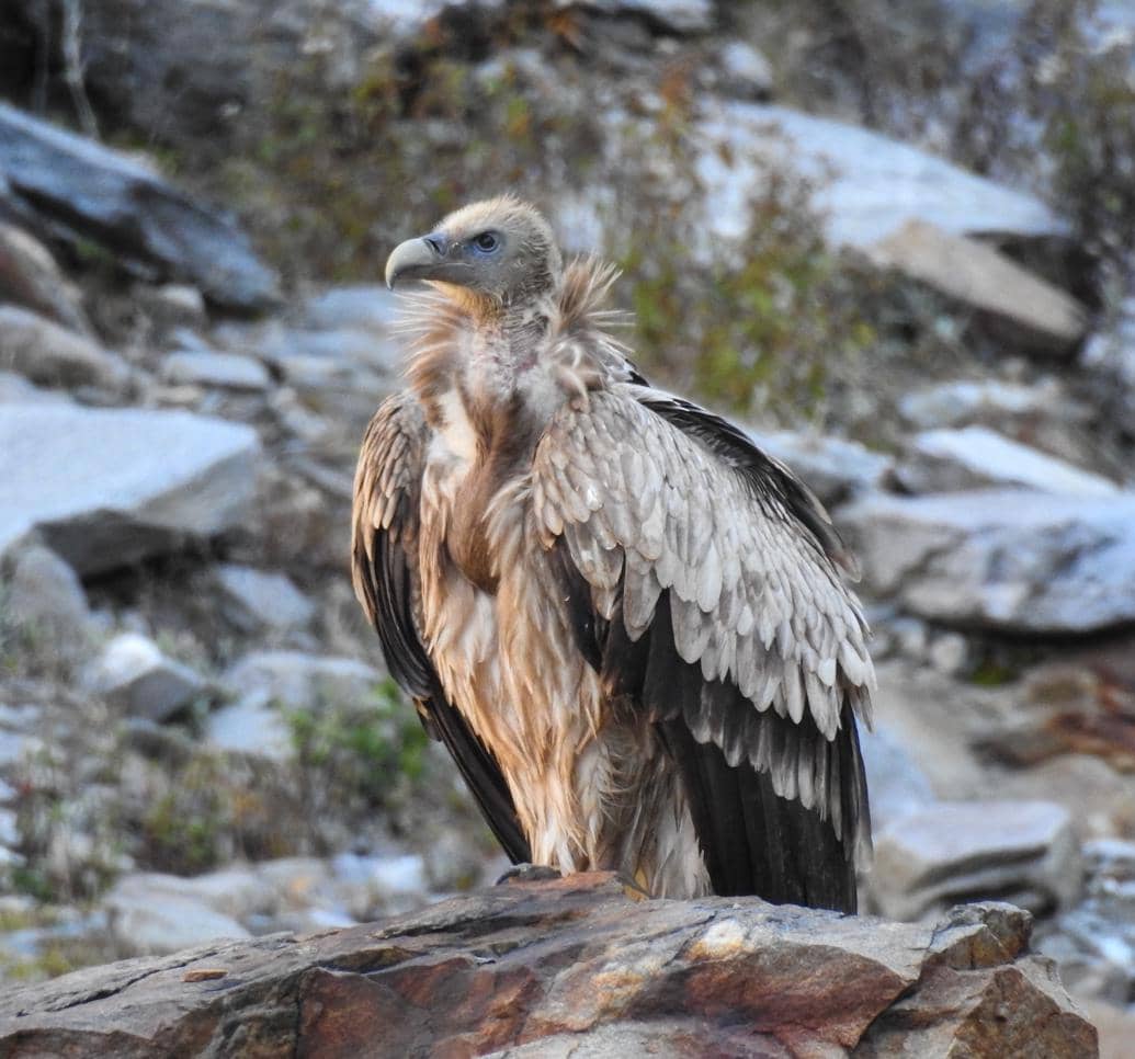 Potret Himalayan Griffon Vulture