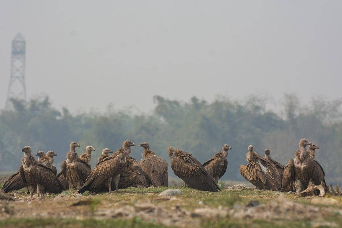Potret Himalayan Griffon Vulture