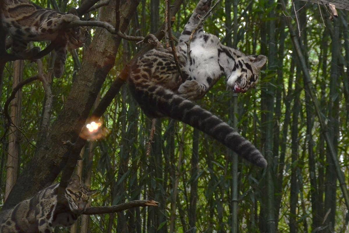 Potret Clouded Leopard