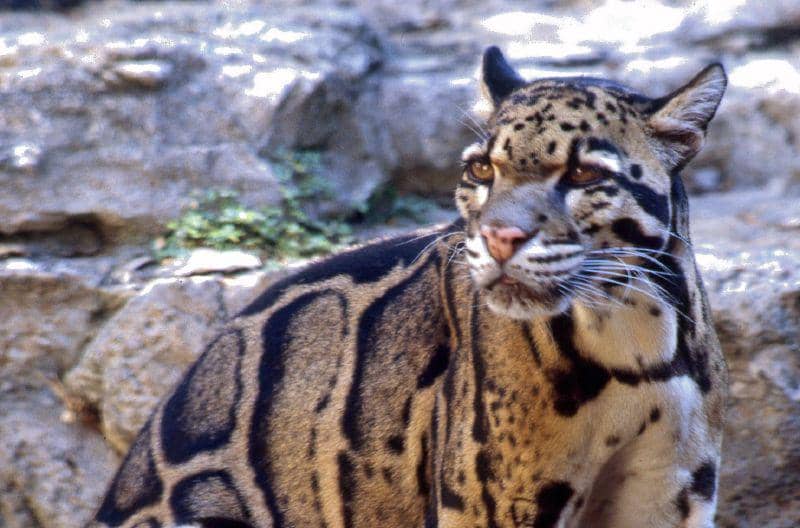 Potret Clouded Leopard