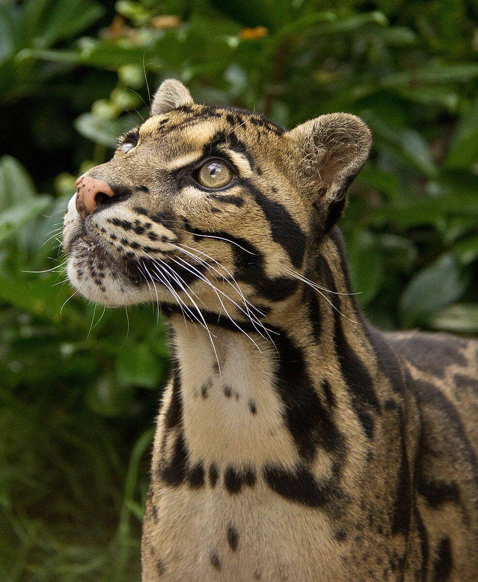 Potret Clouded Leopard