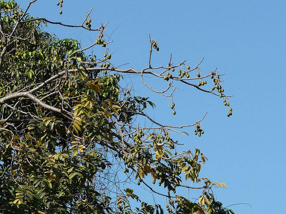 Spondias pinnata atau kedondong hutan