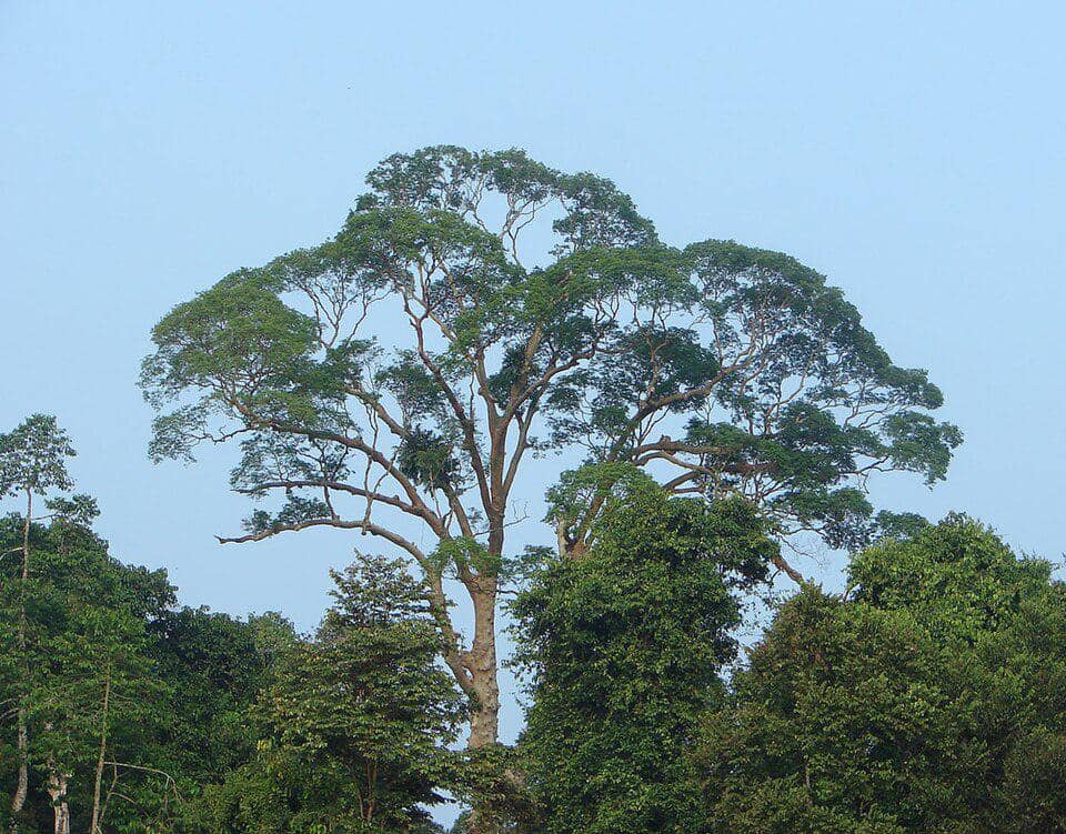 Pohon kempas atau menggari