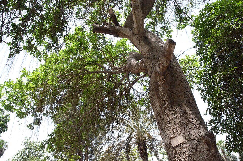 Pohon pulai (Alstonia scholaris)