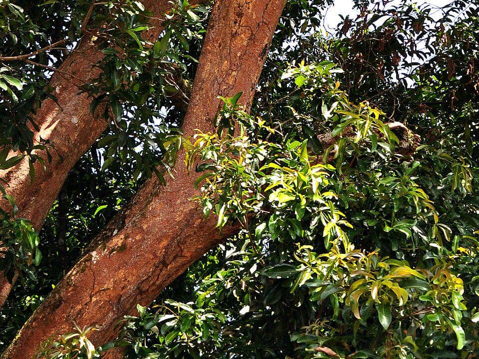 Pohon rengas dengan dedaunan dan percabangan besar 