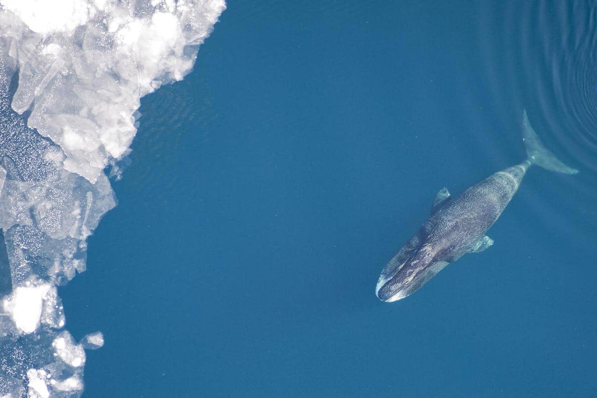 seekor paus kepala busur