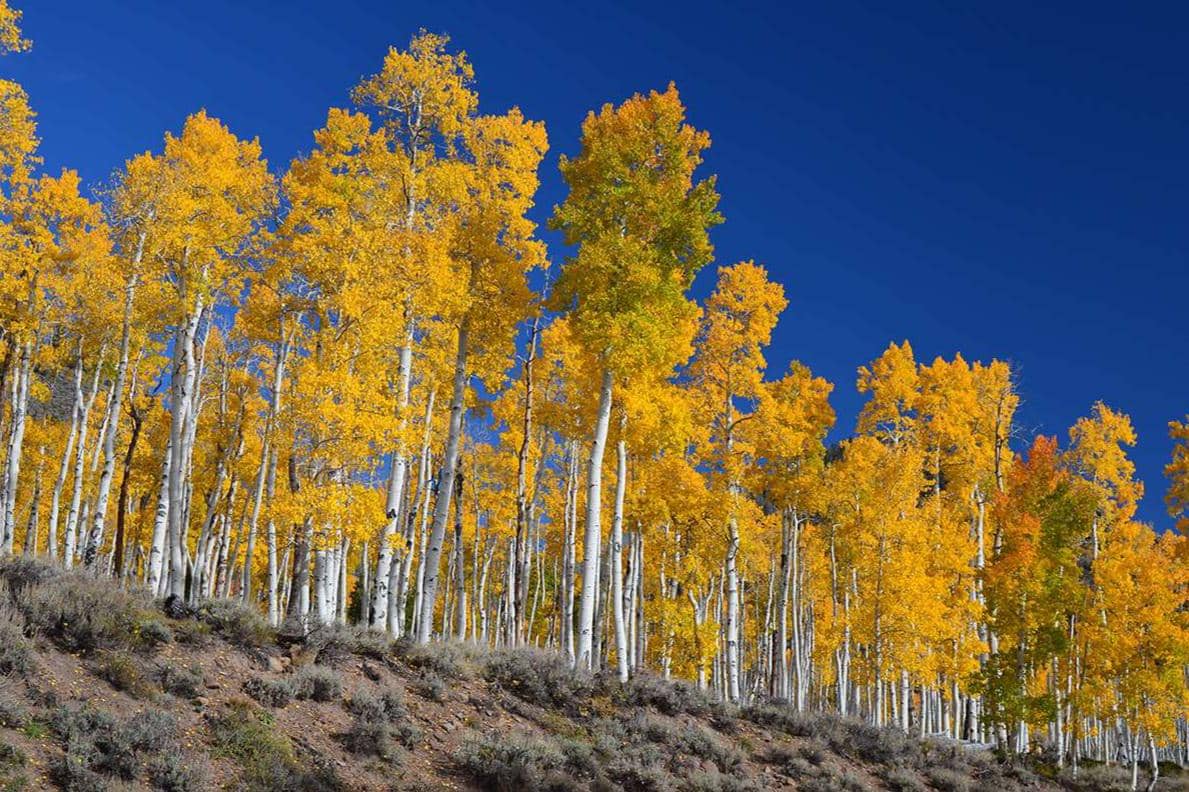 pohon tertua di dunia, sekelompok Populus tremuloides (Quaking Aspen) yang berbagi satu sistem akar