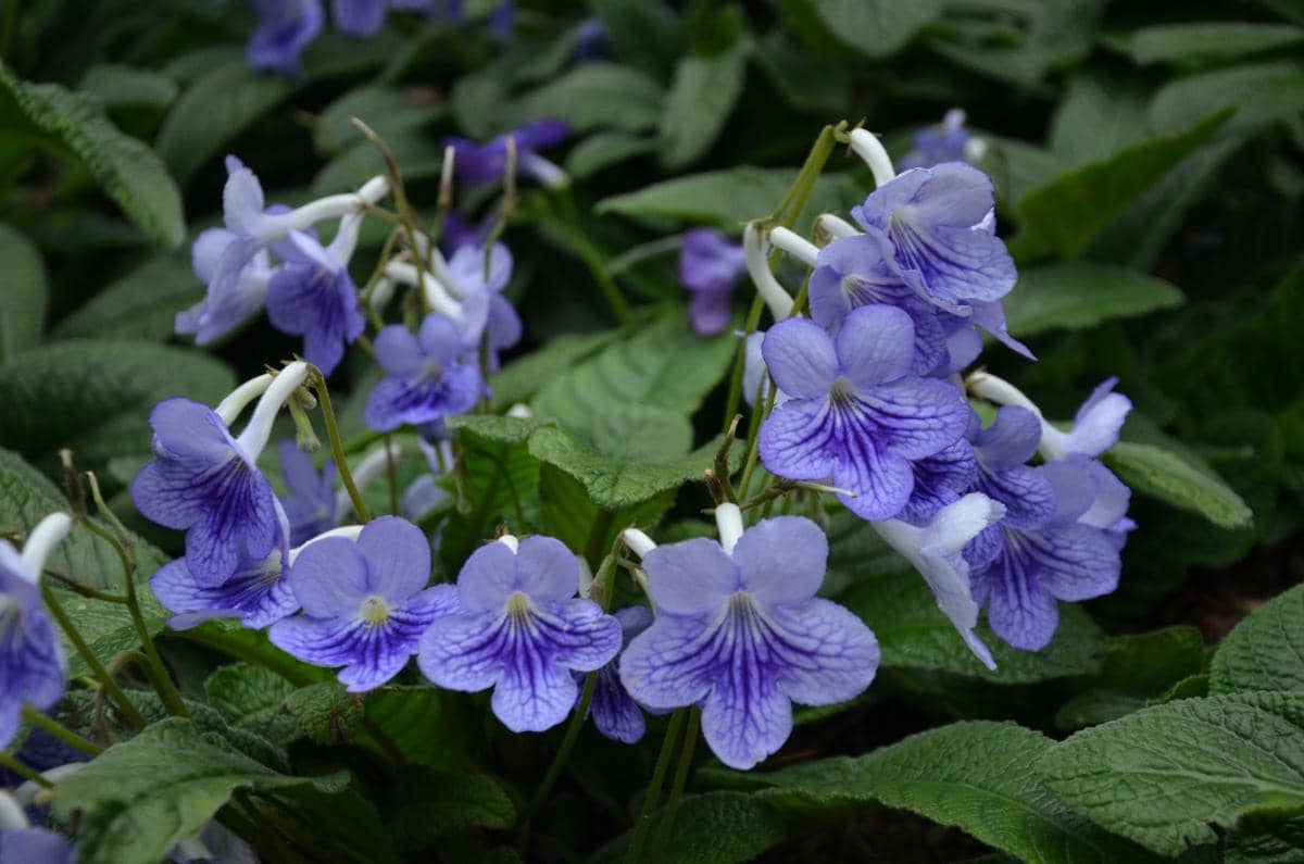 Streptocarpus