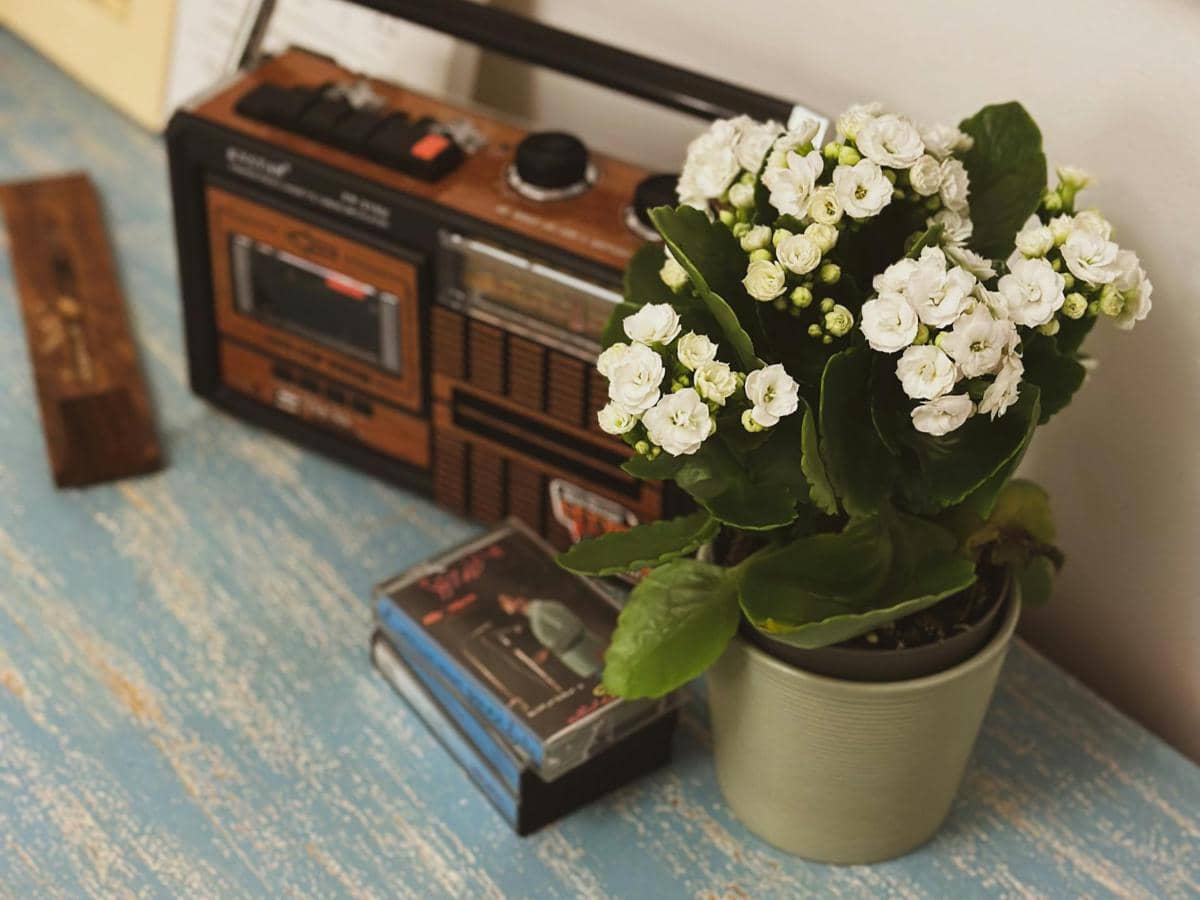 Kalanchoe blossfeldiana