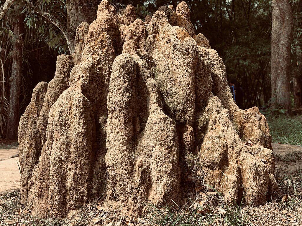 ilustrasi sarang rayap