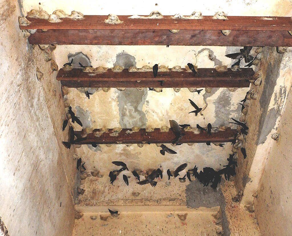 ilustrasi sarang burung walet