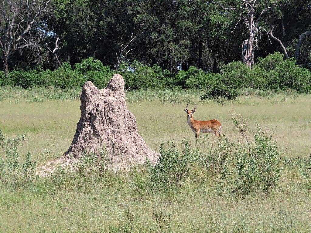 ilustrasi hewan yang jadi inspirasi konstruksi modern