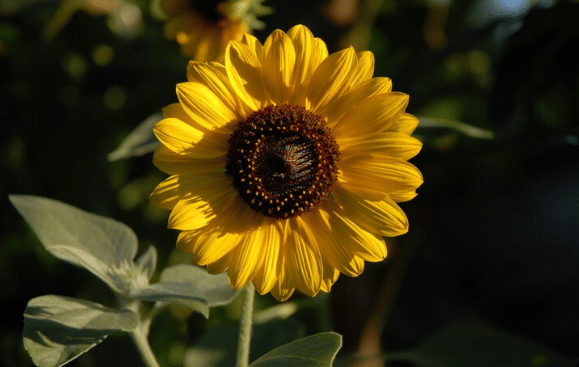 ilustrasi bunga matahari