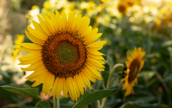 ilustrasi bunga matahari