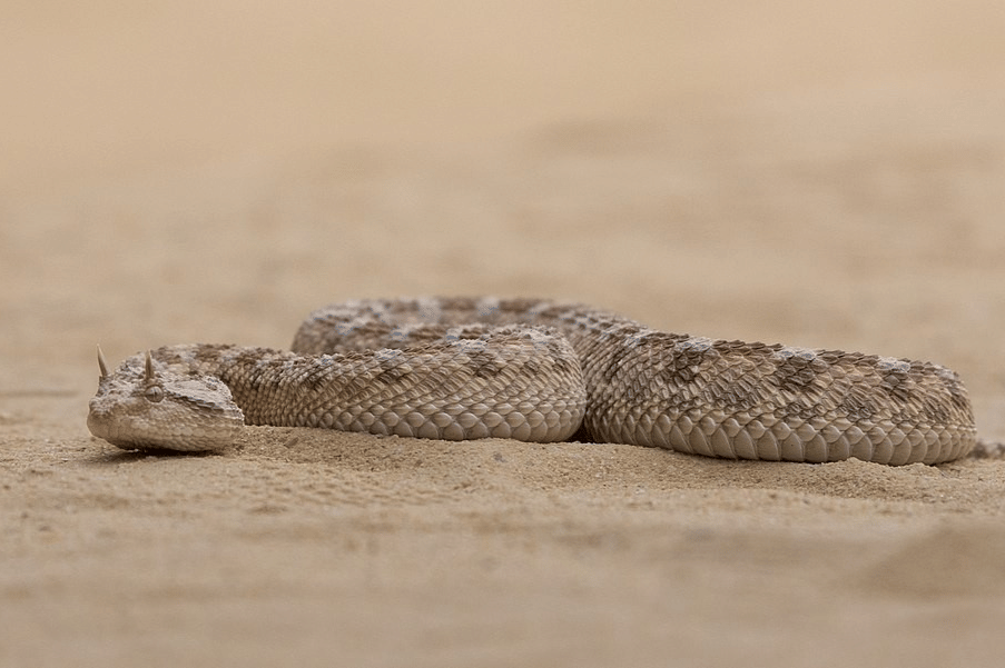 viper gurun bertanduk