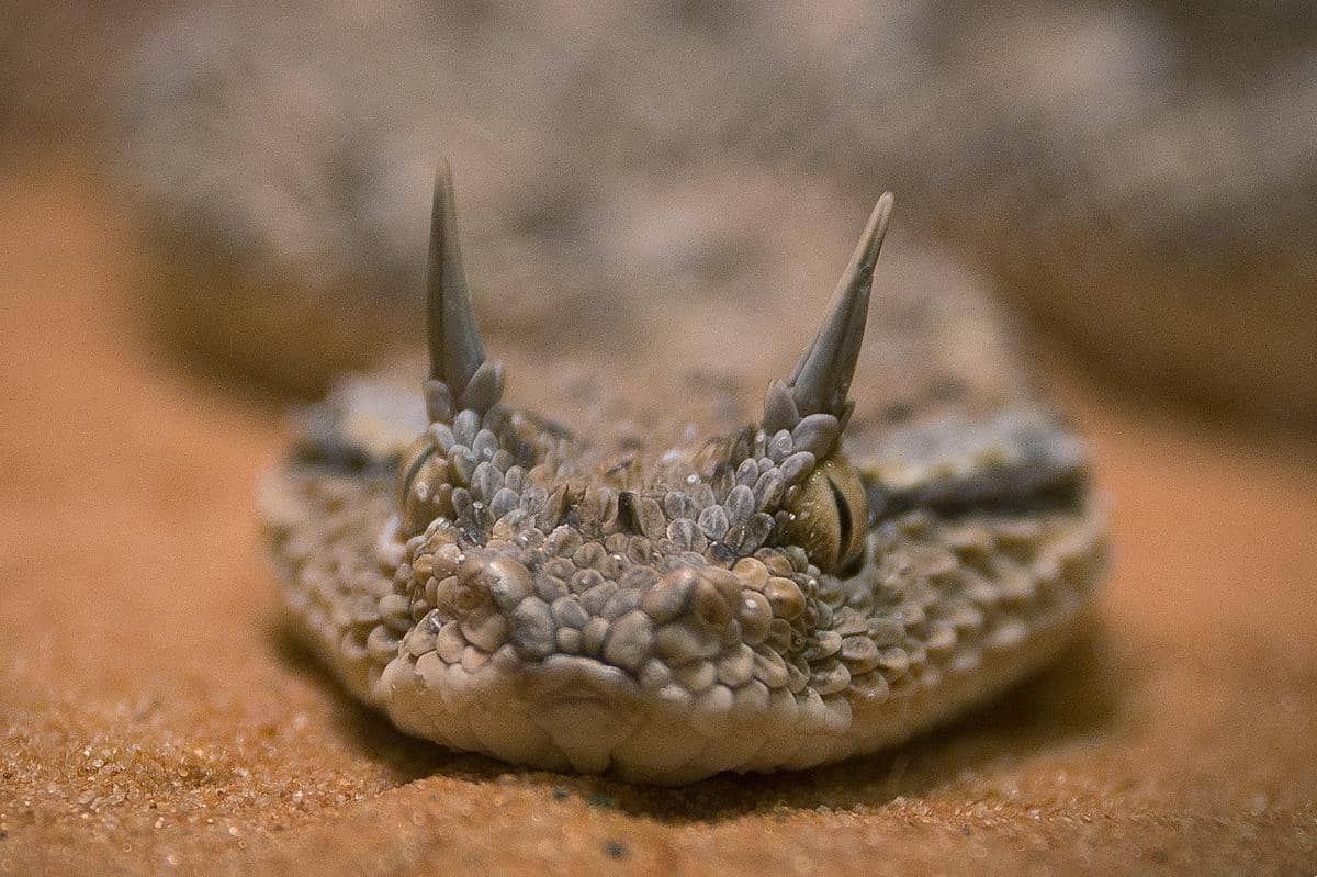 viper bertanduk arab