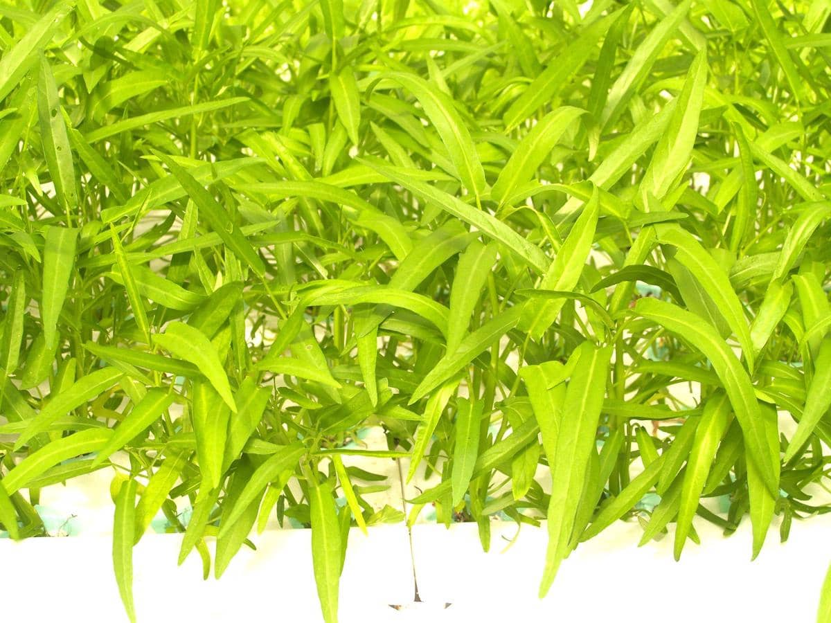 ilustrasi kangkung yang ditanam dengan sistem hidroponik 