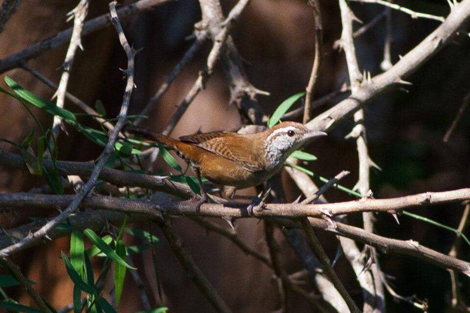 Happy wren tergolong sebagai burung pengicau dengan banyak variasi suara.