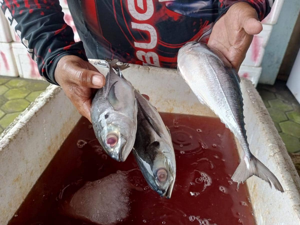 Ikan cakalang. (IDN Times/Daruwaskita)