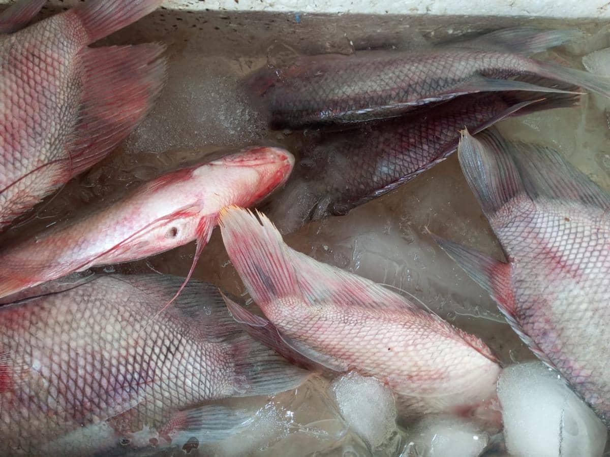 Ikan gurami. (IDN Times/Daruwaskita)