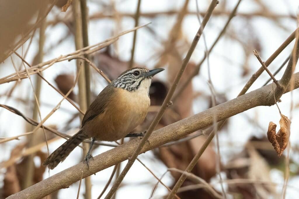 Saat ini keberadaan happy wren masih aman, tapi bukan berarti tanpa ancaman di masa depan.