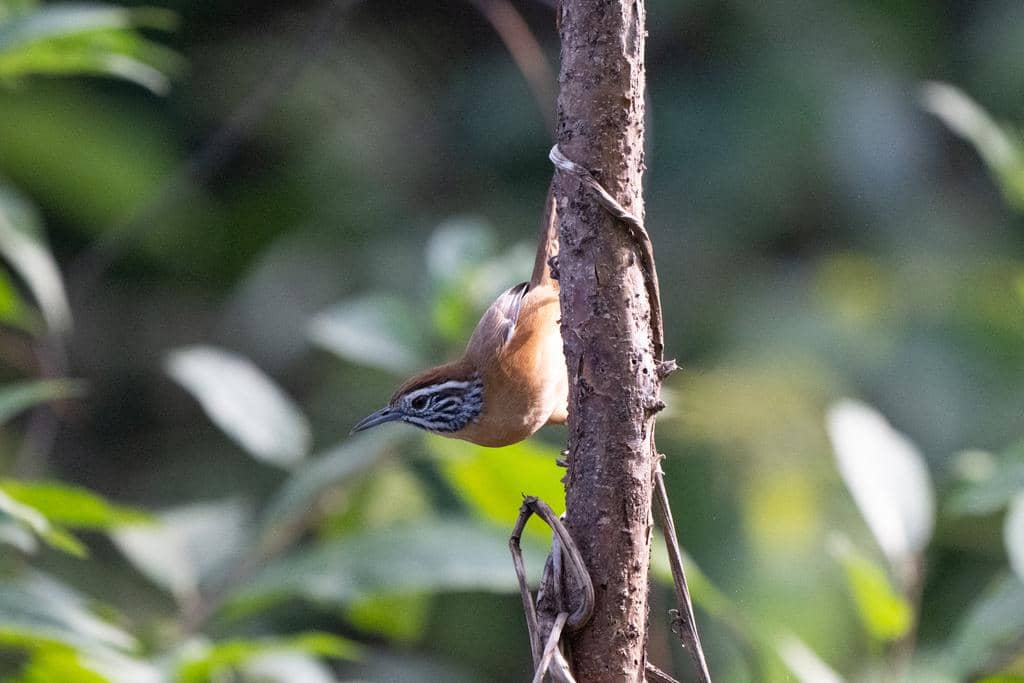 seekor happy wren sedang mencari makanan