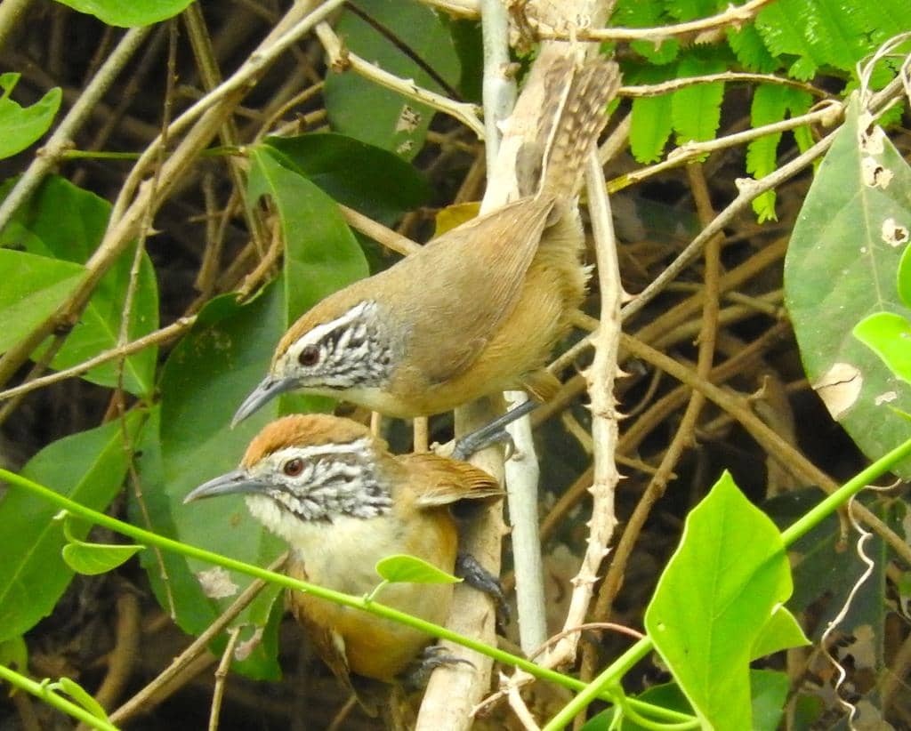 potret pasangan happy wren